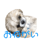 橋本家の名犬シルクくん（個別スタンプ：15）