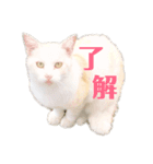使える！デブにゃん（個別スタンプ：1）