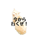 使える！デブにゃん（個別スタンプ：3）