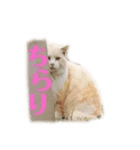 使える！デブにゃん（個別スタンプ：7）