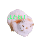 使える！デブにゃん（個別スタンプ：8）