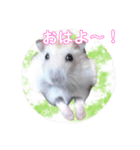 キンクマ サムくんと愉快な仲間たち（個別スタンプ：1）