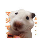 キンクマ サムくんと愉快な仲間たち（個別スタンプ：3）