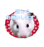 キンクマ サムくんと愉快な仲間たち（個別スタンプ：4）