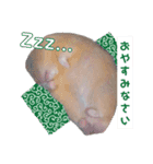 キンクマ サムくんと愉快な仲間たち（個別スタンプ：5）