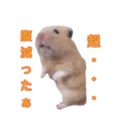 キンクマ サムくんと愉快な仲間たち（個別スタンプ：8）