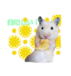 キンクマ サムくんと愉快な仲間たち（個別スタンプ：9）