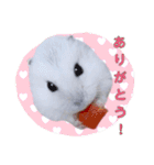 キンクマ サムくんと愉快な仲間たち（個別スタンプ：12）