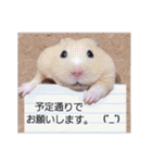 キンクマ サムくんと愉快な仲間たち（個別スタンプ：14）