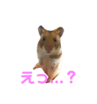 わたしのハム子スタンプ（個別スタンプ：2）