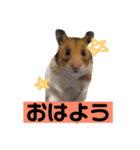 わたしのハム子スタンプ（個別スタンプ：6）