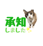 しゃむしゃむスタンプ②（個別スタンプ：3）