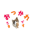 しゃむしゃむスタンプ②（個別スタンプ：4）