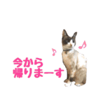 しゃむしゃむスタンプ②（個別スタンプ：7）