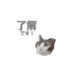 しゃむしゃむスタンプ②（個別スタンプ：8）