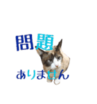 しゃむしゃむスタンプ②（個別スタンプ：9）