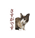 しゃむしゃむスタンプ②（個別スタンプ：10）