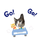 しゃむしゃむスタンプ②（個別スタンプ：14）