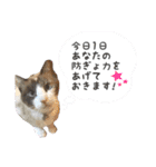 しゃむしゃむスタンプ②（個別スタンプ：17）