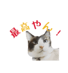 しゃむしゃむスタンプ②（個別スタンプ：20）