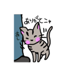 トラネコちゃん専用スタンプ（個別スタンプ：19）