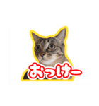 能面キジトラ猫の日常すたんぷ（個別スタンプ：1）