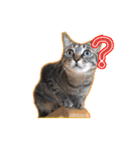 能面キジトラ猫の日常すたんぷ（個別スタンプ：3）