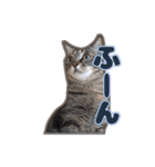 能面キジトラ猫の日常すたんぷ（個別スタンプ：4）