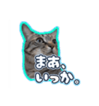 能面キジトラ猫の日常すたんぷ（個別スタンプ：5）