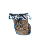 能面キジトラ猫の日常すたんぷ（個別スタンプ：6）
