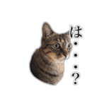 能面キジトラ猫の日常すたんぷ（個別スタンプ：7）