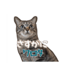 能面キジトラ猫の日常すたんぷ（個別スタンプ：8）