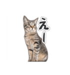 能面キジトラ猫の日常すたんぷ（個別スタンプ：9）