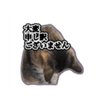 能面キジトラ猫の日常すたんぷ（個別スタンプ：11）
