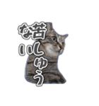 能面キジトラ猫の日常すたんぷ（個別スタンプ：12）