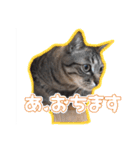 能面キジトラ猫の日常すたんぷ（個別スタンプ：13）