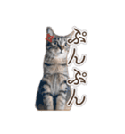 能面キジトラ猫の日常すたんぷ（個別スタンプ：15）
