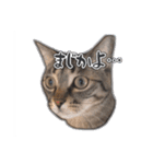 能面キジトラ猫の日常すたんぷ（個別スタンプ：16）
