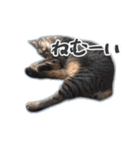 能面キジトラ猫の日常すたんぷ（個別スタンプ：17）
