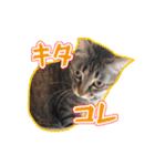 能面キジトラ猫の日常すたんぷ（個別スタンプ：18）