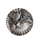 能面キジトラ猫の日常すたんぷ（個別スタンプ：19）
