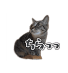 能面キジトラ猫の日常すたんぷ（個別スタンプ：20）