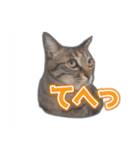 能面キジトラ猫の日常すたんぷ（個別スタンプ：22）