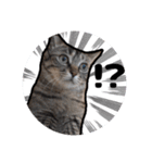能面キジトラ猫の日常すたんぷ（個別スタンプ：23）