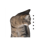 能面キジトラ猫の日常すたんぷ（個別スタンプ：24）