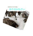 にゃぷらす1（個別スタンプ：1）