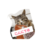 にゃぷらす1（個別スタンプ：2）