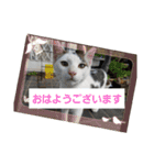 にゃぷらす1（個別スタンプ：4）