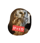 にゃぷらす1（個別スタンプ：6）