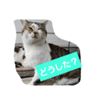 にゃぷらす1（個別スタンプ：7）